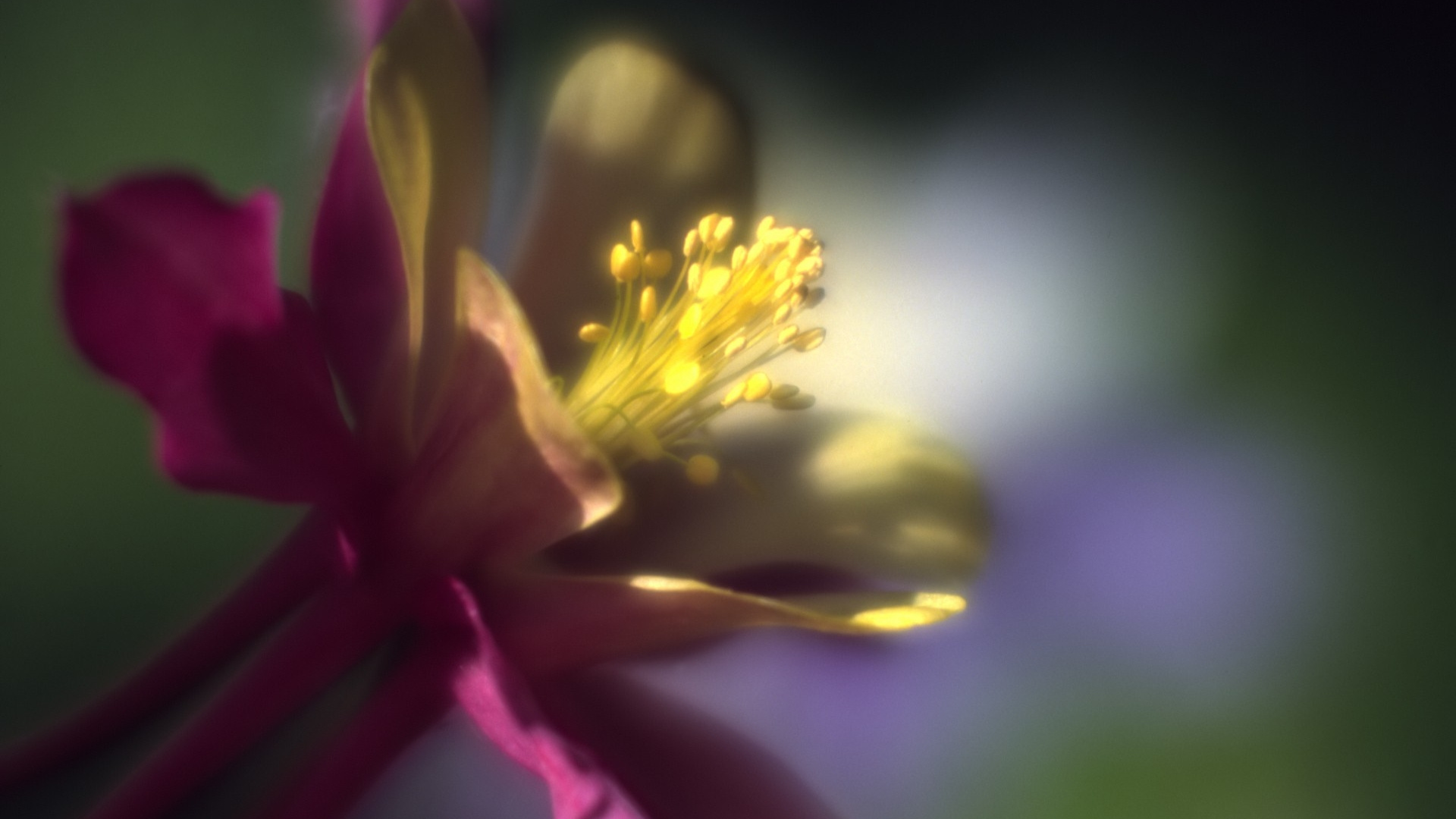 Обои лепесток, желтый, уайлдфлауэр, пыльца, макросъемка в разрешении 1920x1080