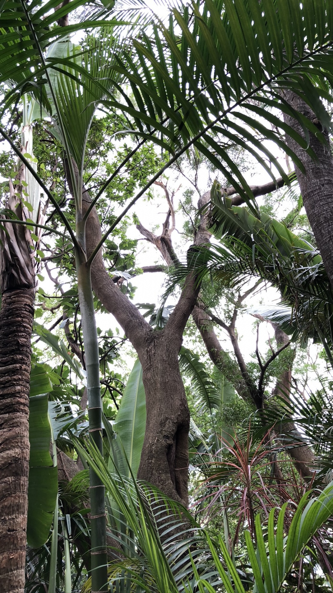 Обои растительность, тропические леса, Бабассу, биом, персиковая пальма в разрешении 1080x1920