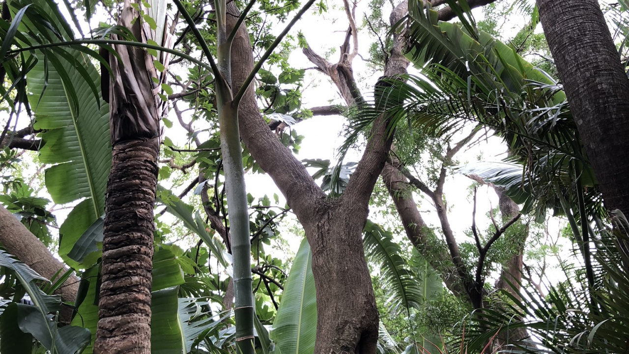 Обои растительность, тропические леса, Бабассу, биом, персиковая пальма в разрешении 1280x720