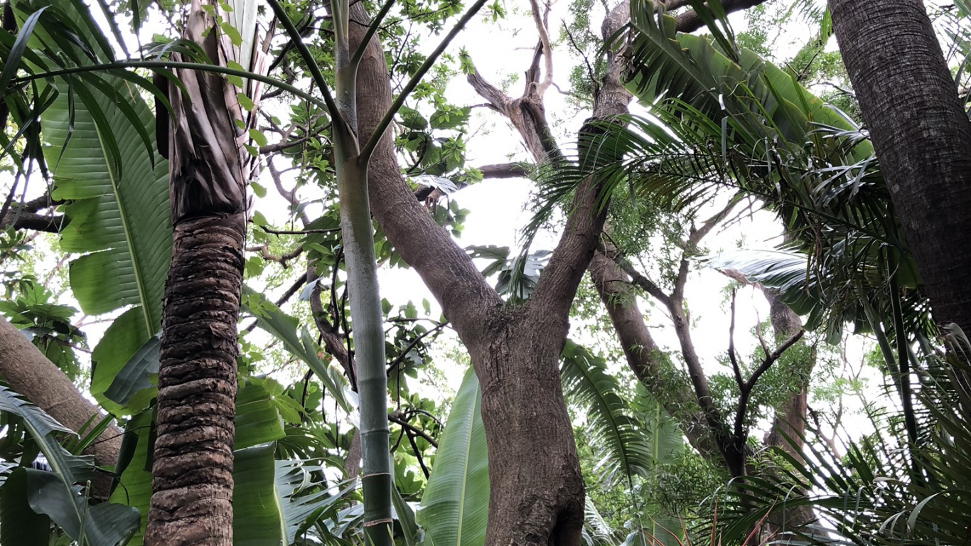 Обои растительность, тропические леса, Бабассу, биом, персиковая пальма в разрешении 1366x768