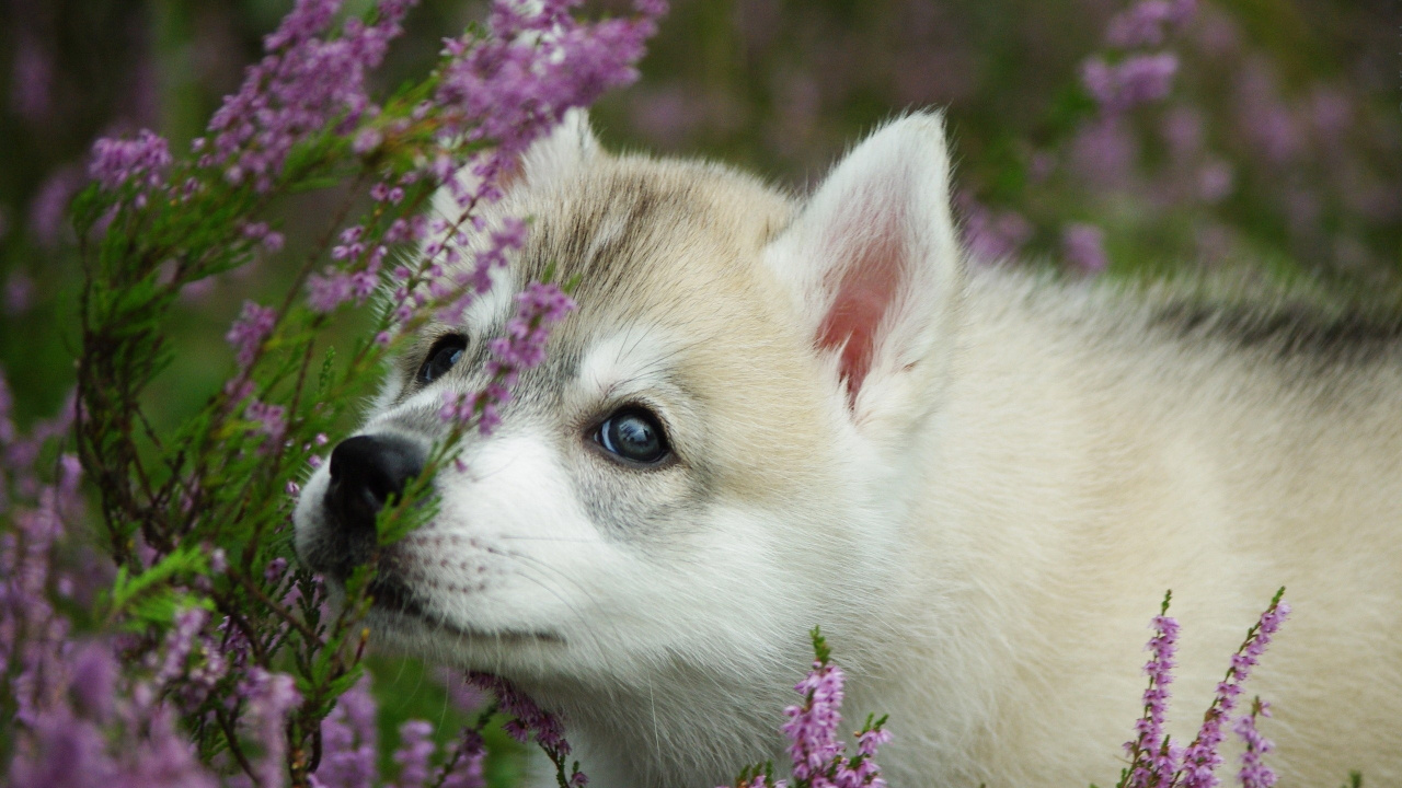 Обои щенок, аляскинский маламут, волчьей собаки сарлоса, собака породы, аляскинский кли Кай в разрешении 1280x720