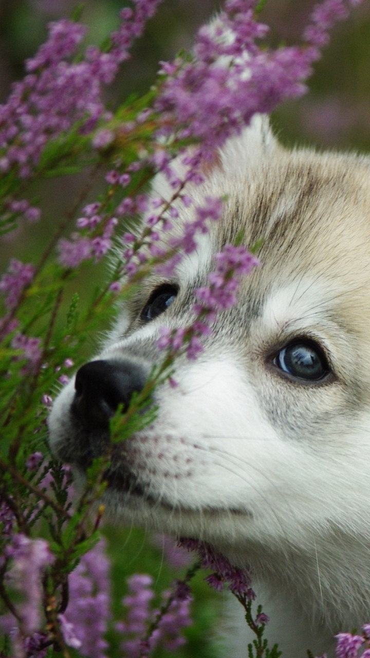 Обои щенок, аляскинский маламут, волчьей собаки сарлоса, собака породы, аляскинский кли Кай в разрешении 720x1280
