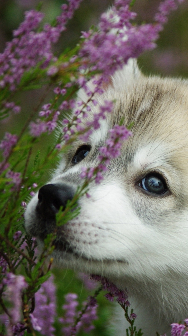 Обои щенок, аляскинский маламут, волчьей собаки сарлоса, собака породы, аляскинский кли Кай в разрешении 750x1334