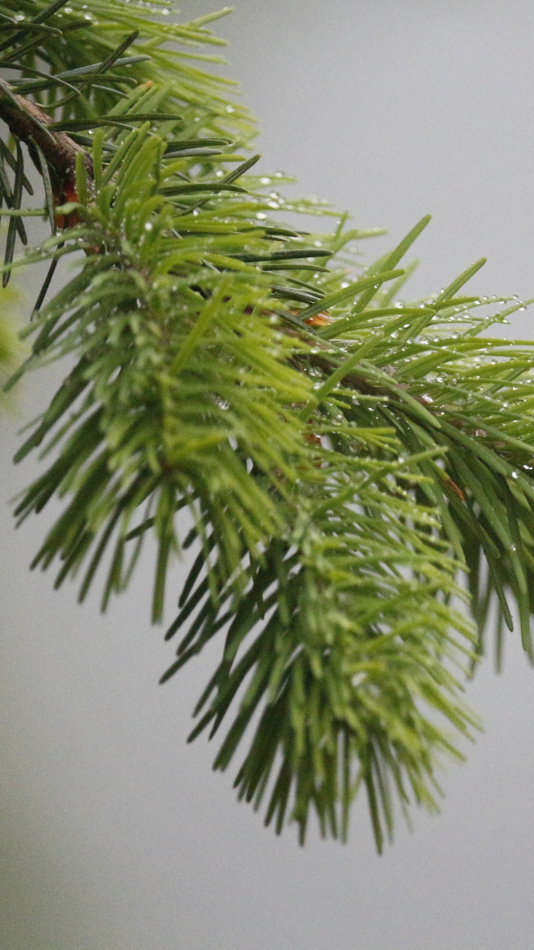 Обои пихта, дерево, сосна, ель, вечнозеленое растение в разрешении 1080x1920