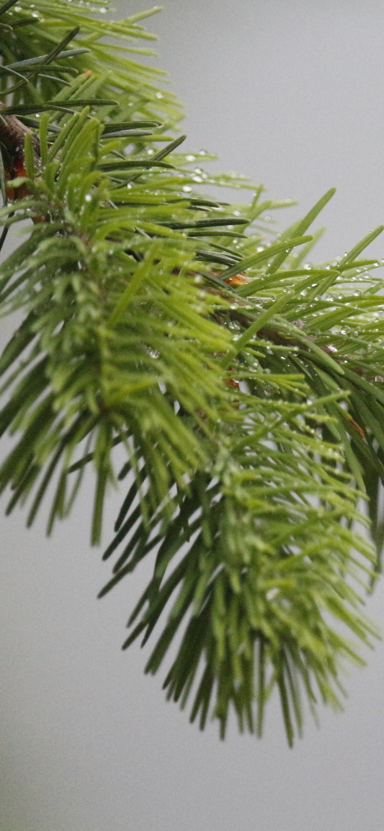 Обои пихта, дерево, сосна, ель, вечнозеленое растение в разрешении 1242x2688