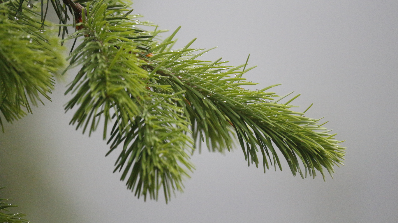 Обои пихта, дерево, сосна, ель, вечнозеленое растение в разрешении 1366x768