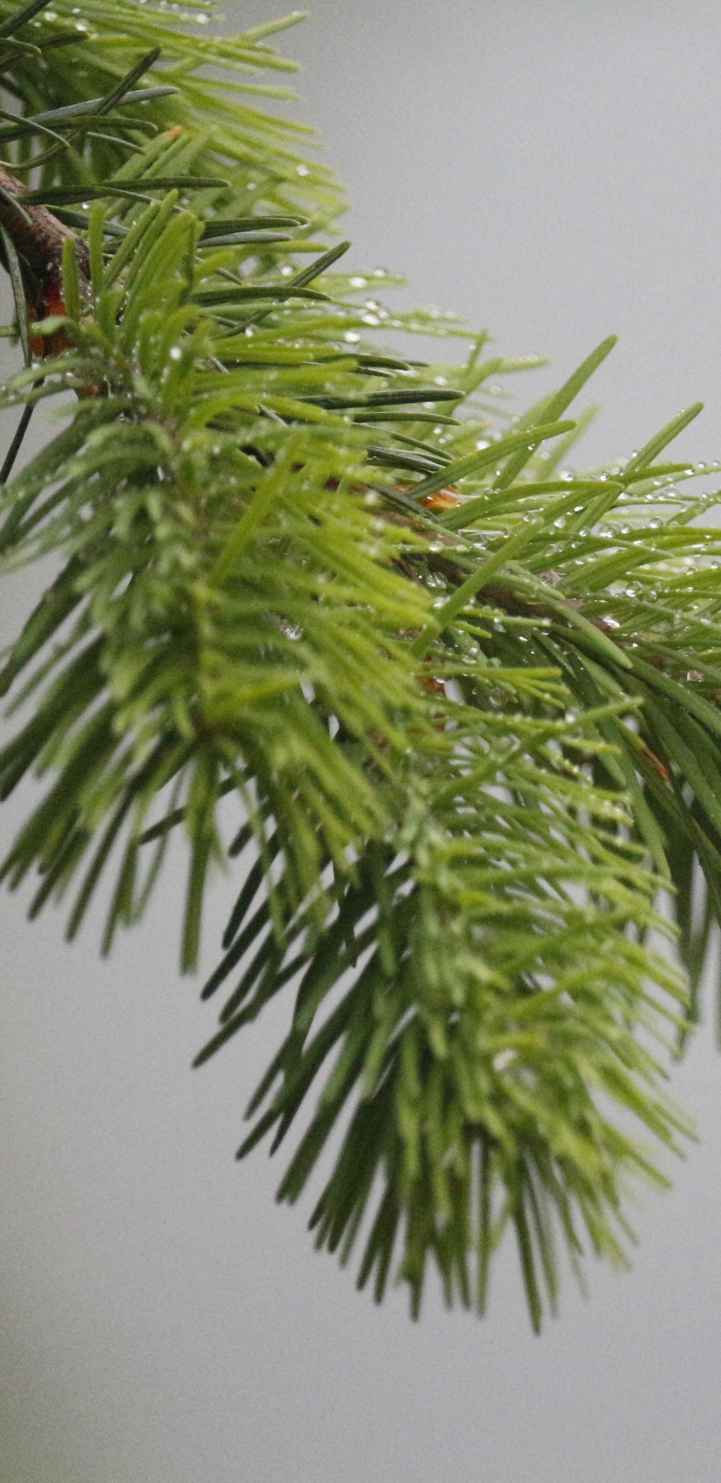 Обои пихта, дерево, сосна, ель, вечнозеленое растение в разрешении 1440x2960