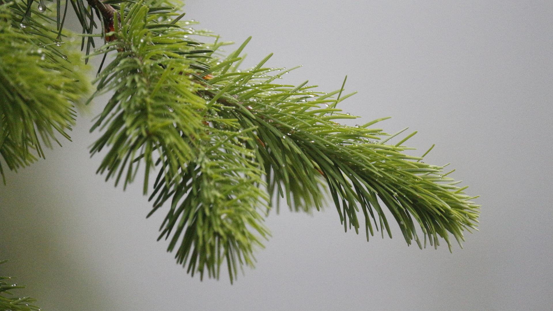 Обои пихта, дерево, сосна, ель, вечнозеленое растение в разрешении 1920x1080