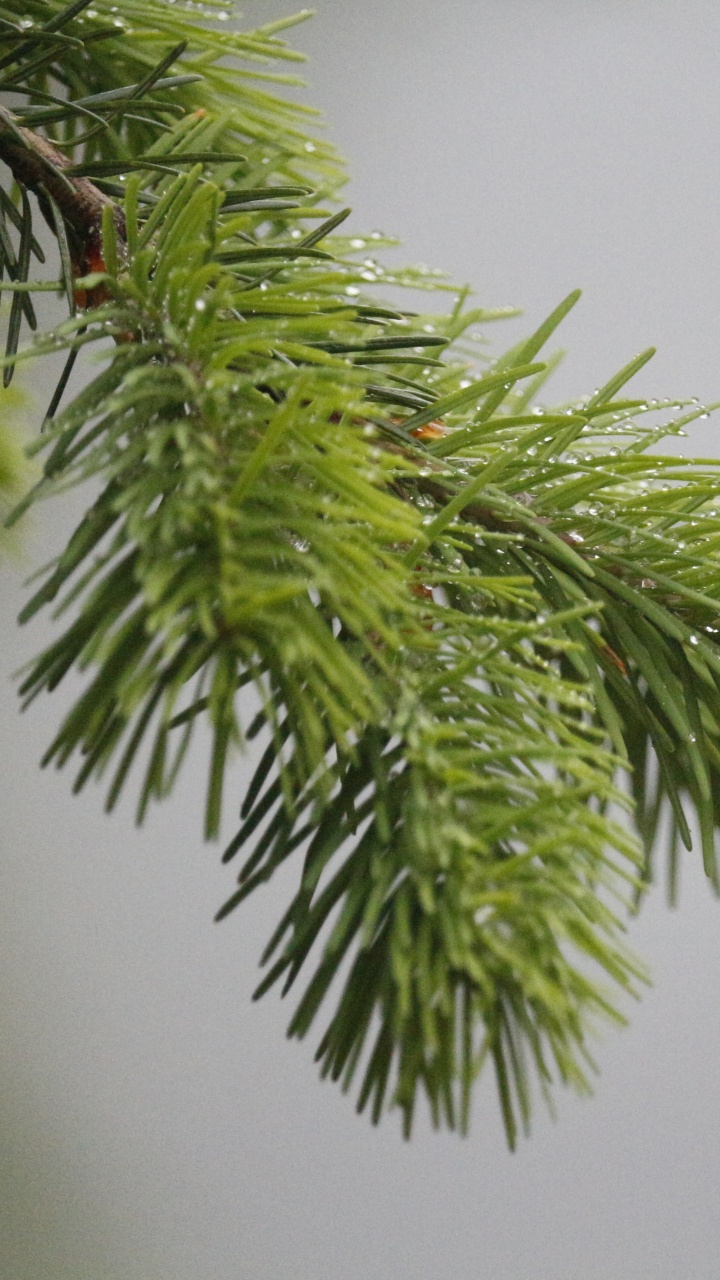 Обои пихта, дерево, сосна, ель, вечнозеленое растение в разрешении 720x1280