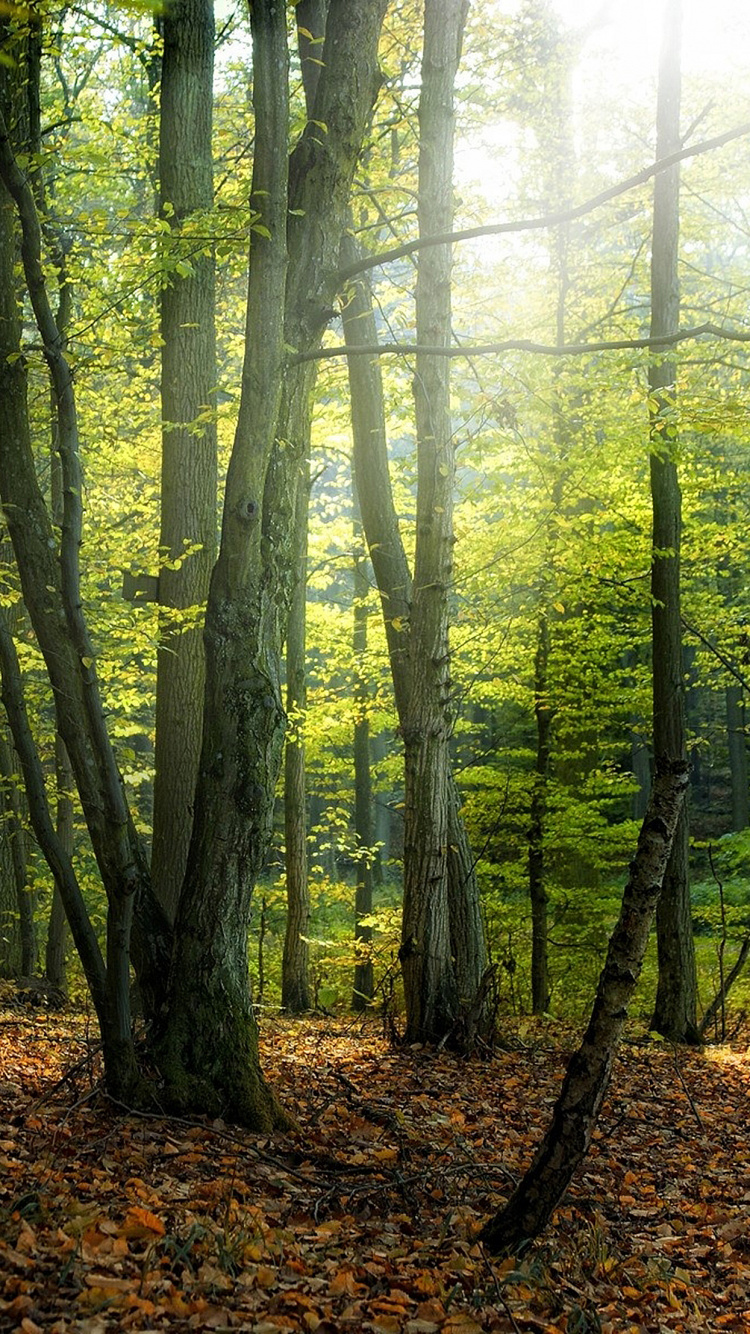 Обои лес, дерево, лесистая местность, природа, роща в разрешении 750x1334