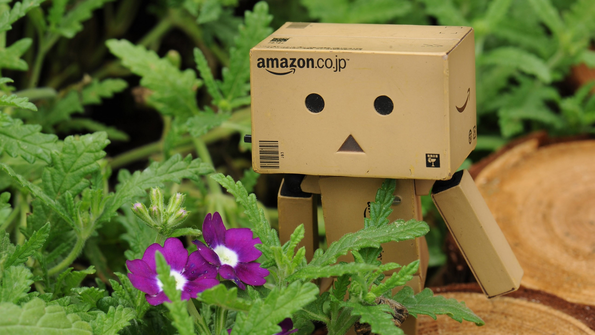 Обои робот, растение, растения, Флора, цветы в разрешении 1920x1080