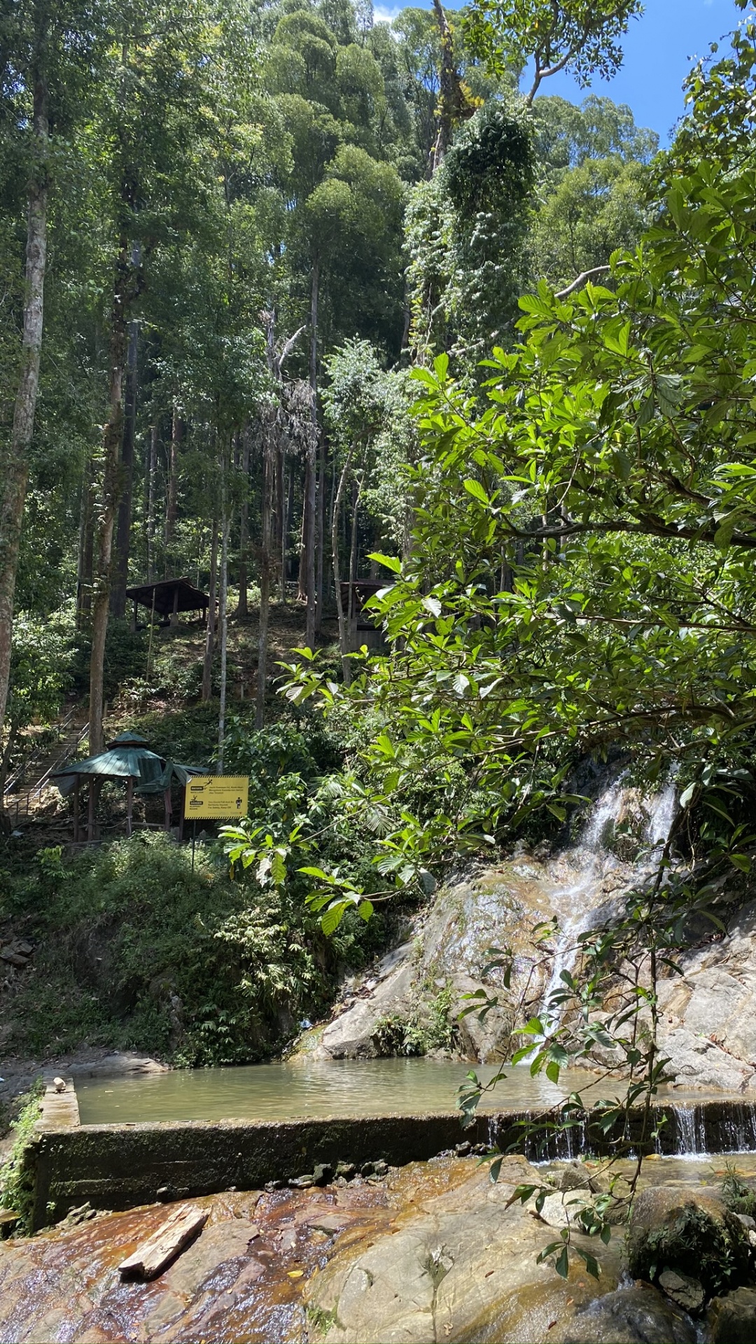 Обои вода, водоток, лист, растительность, природный заповедник в разрешении 1080x1920