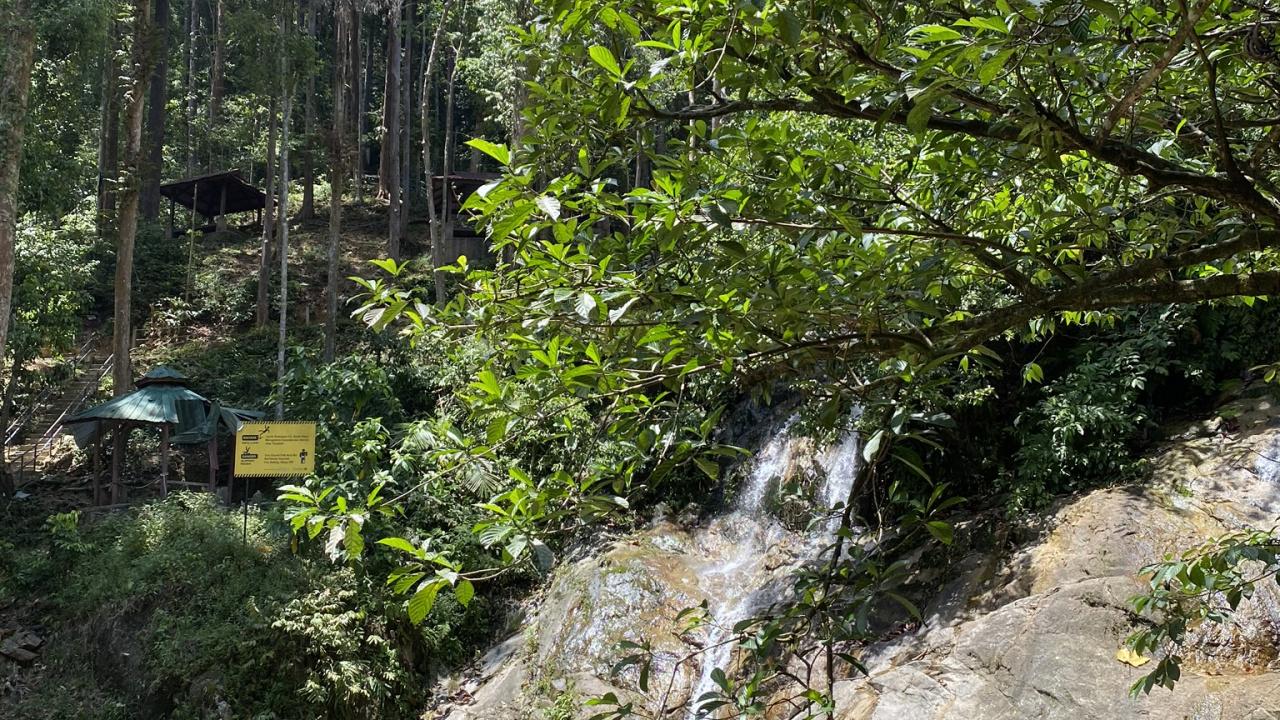 Обои вода, водоток, лист, растительность, природный заповедник в разрешении 1280x720