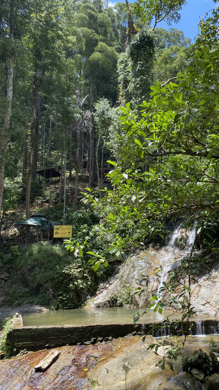 Обои вода, водоток, лист, растительность, природный заповедник в разрешении 750x1334
