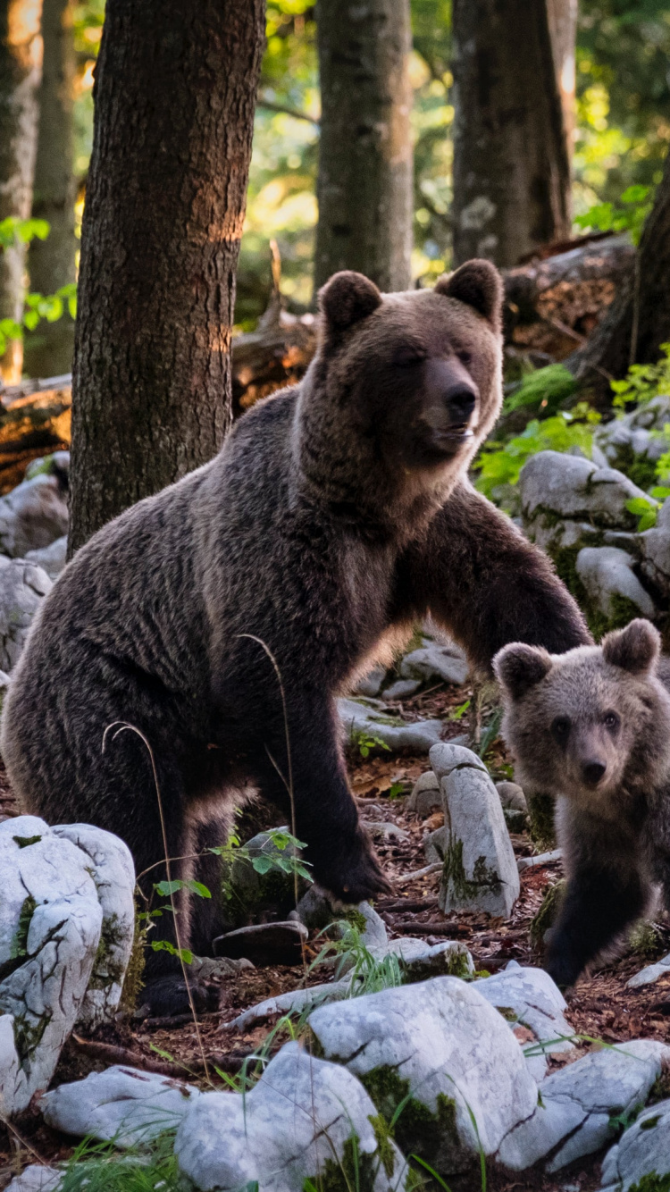 Обои окружающая среда медведя, Гризли, белый медведь, ареал, американский черный медведь в разрешении 750x1334