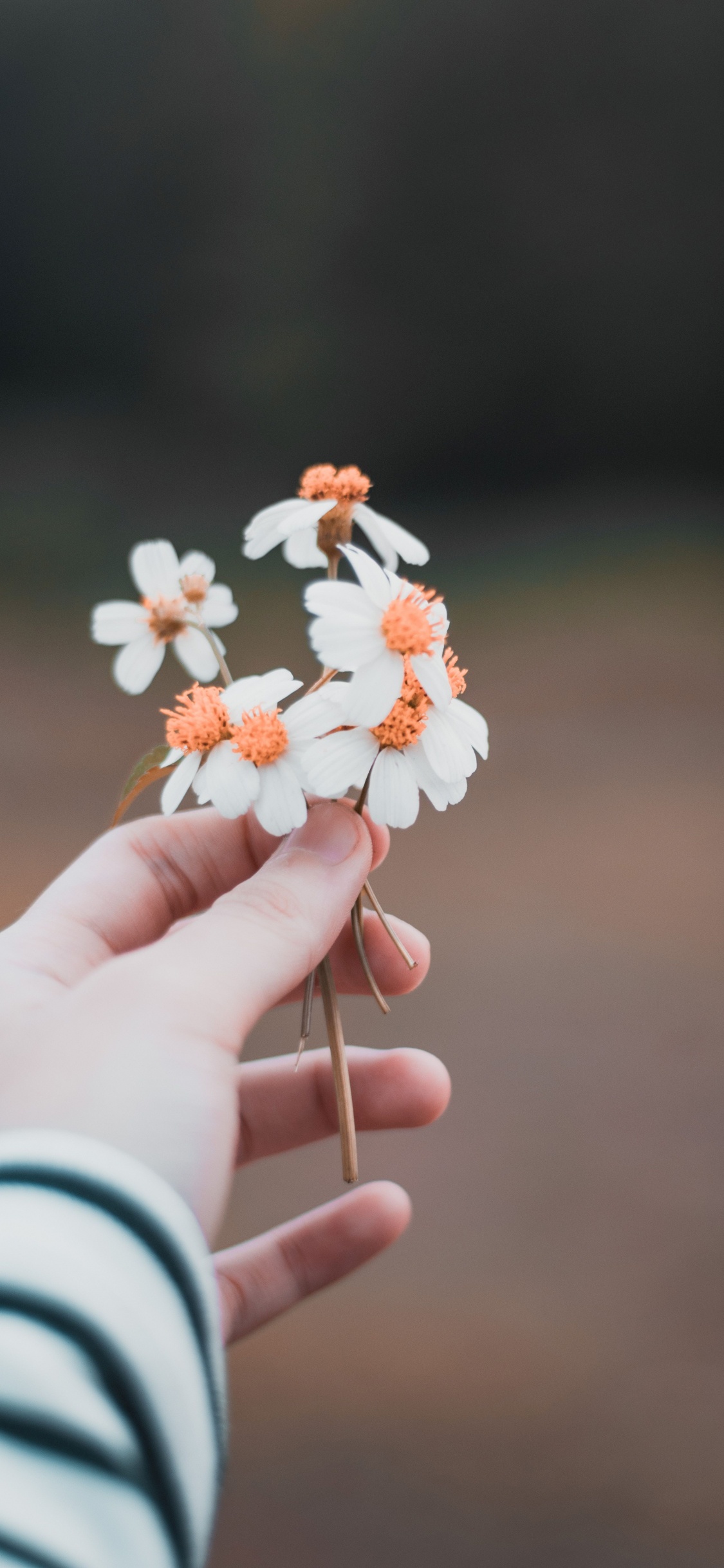 Обои цветок, цветочный букет, растение, палец, весна в разрешении 1125x2436