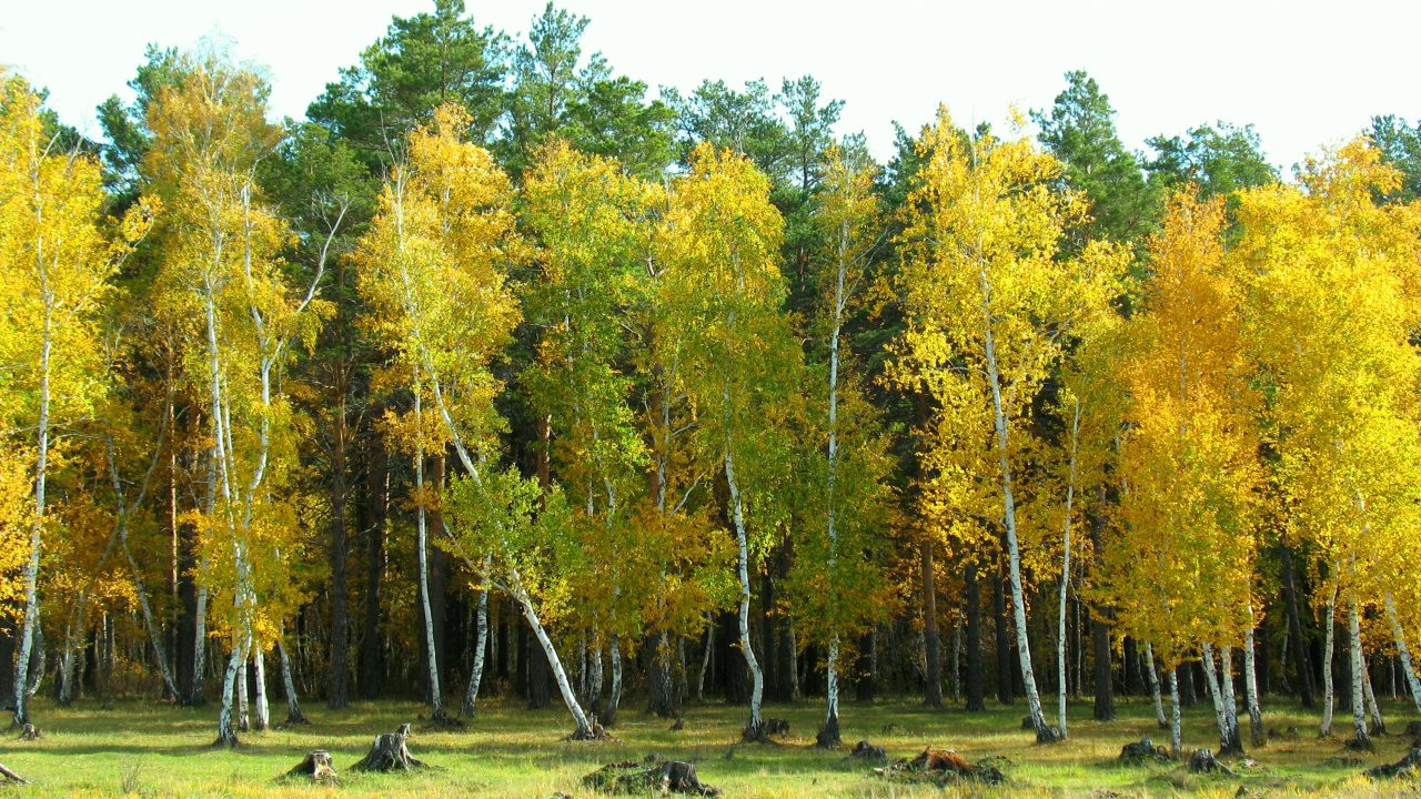 Обои береза, дерево, лес, биом, листопадные в разрешении 1280x720