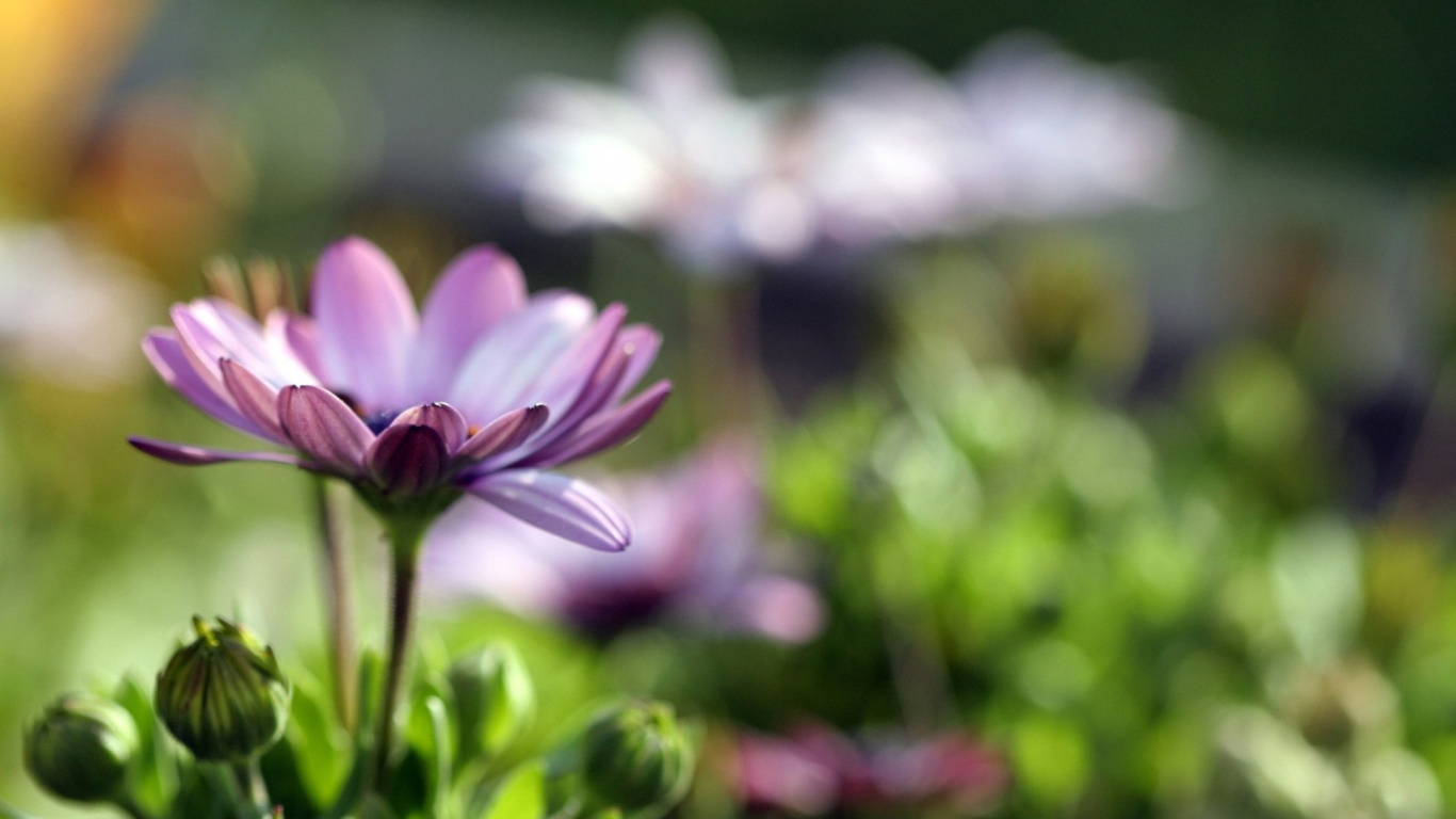 Обои лепесток, растение, пурпур, весна, сад космос в разрешении 1366x768
