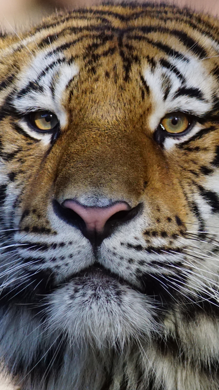 Обои тигр, наземные животные, живая природа, бенгальский тигр, Амурский тигр в разрешении 750x1334