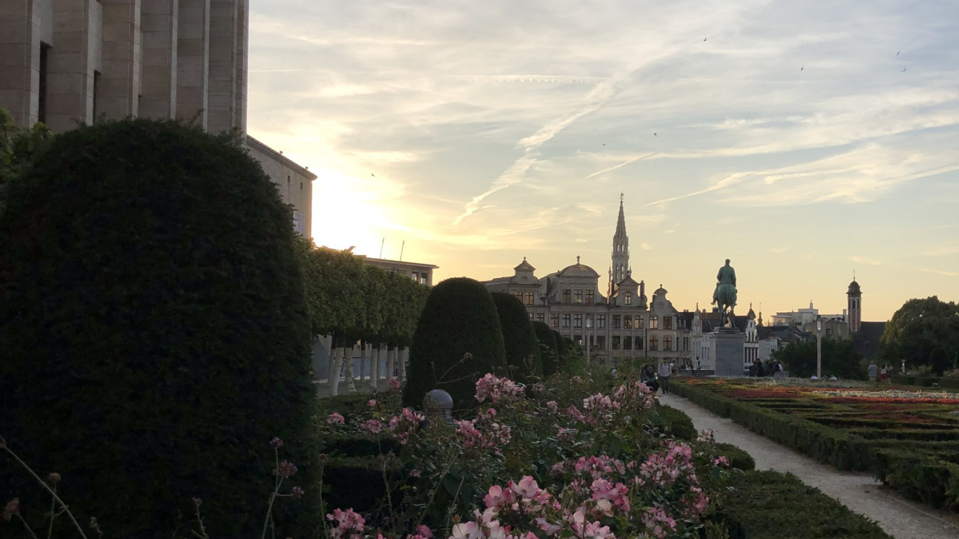 Обои цветок, городской район, сад, сумрак, вечер в разрешении 1366x768