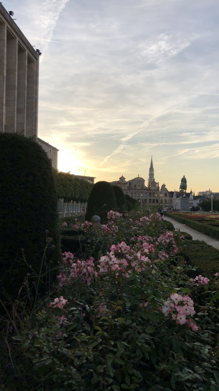 Обои цветок, городской район, сад, сумрак, вечер в разрешении 720x1280