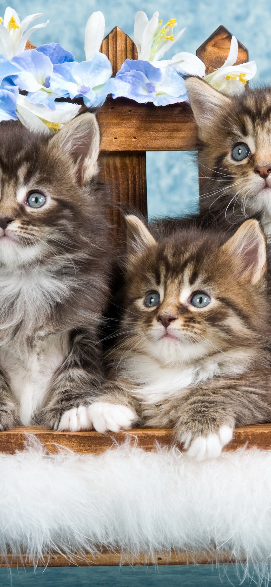 Обои котенок, мейн кун, британская короткошерстная, кошачьих, бенгальская кошка в разрешении 1125x2436