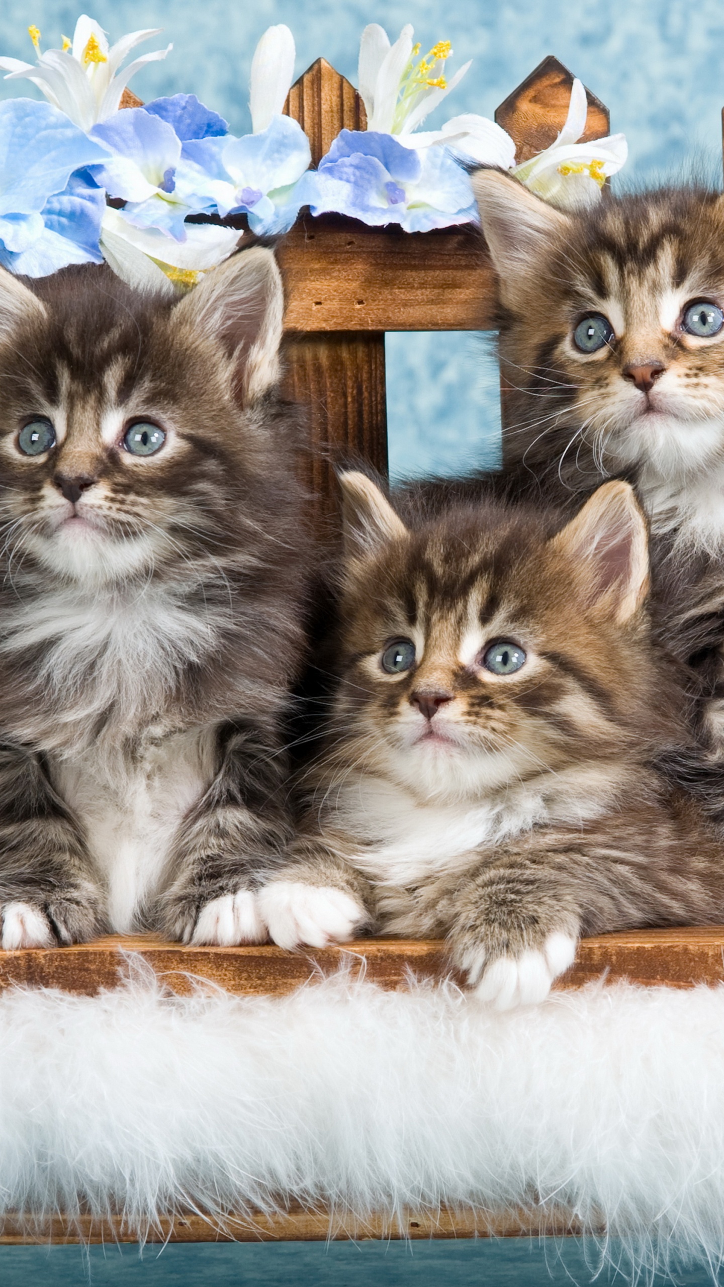 Обои котенок, мейн кун, британская короткошерстная, кошачьих, бенгальская кошка в разрешении 1440x2560