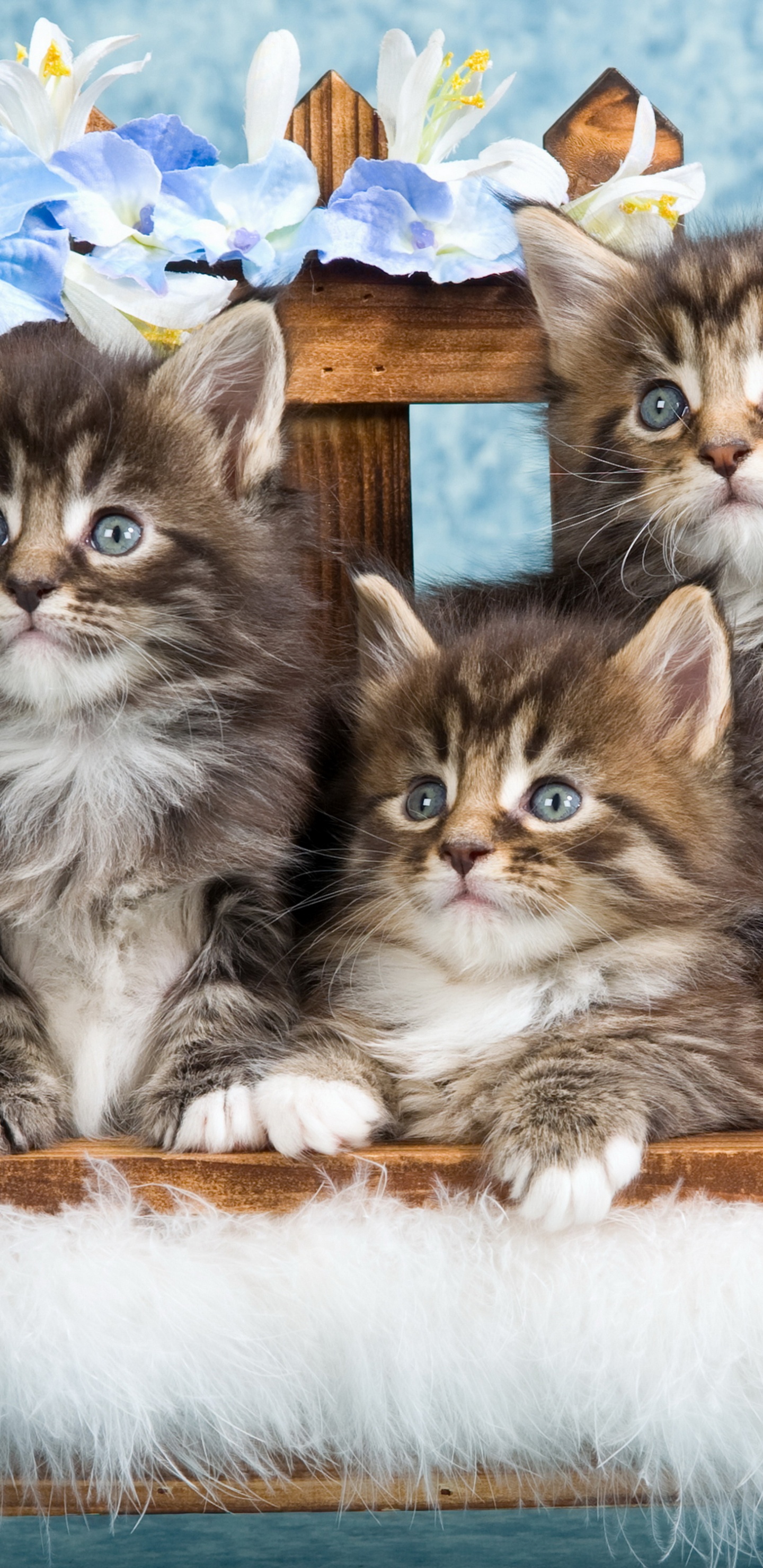 Обои котенок, мейн кун, британская короткошерстная, кошачьих, бенгальская кошка в разрешении 1440x2960