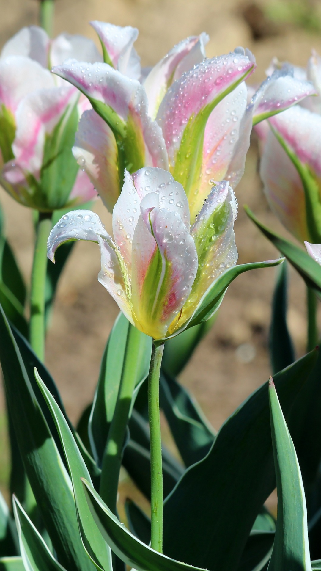 Обои Флора, цветок, тюльпаны, растение, ботаники в разрешении 1080x1920