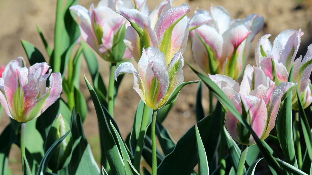 Обои Флора, цветок, тюльпаны, растение, ботаники в разрешении 1280x720