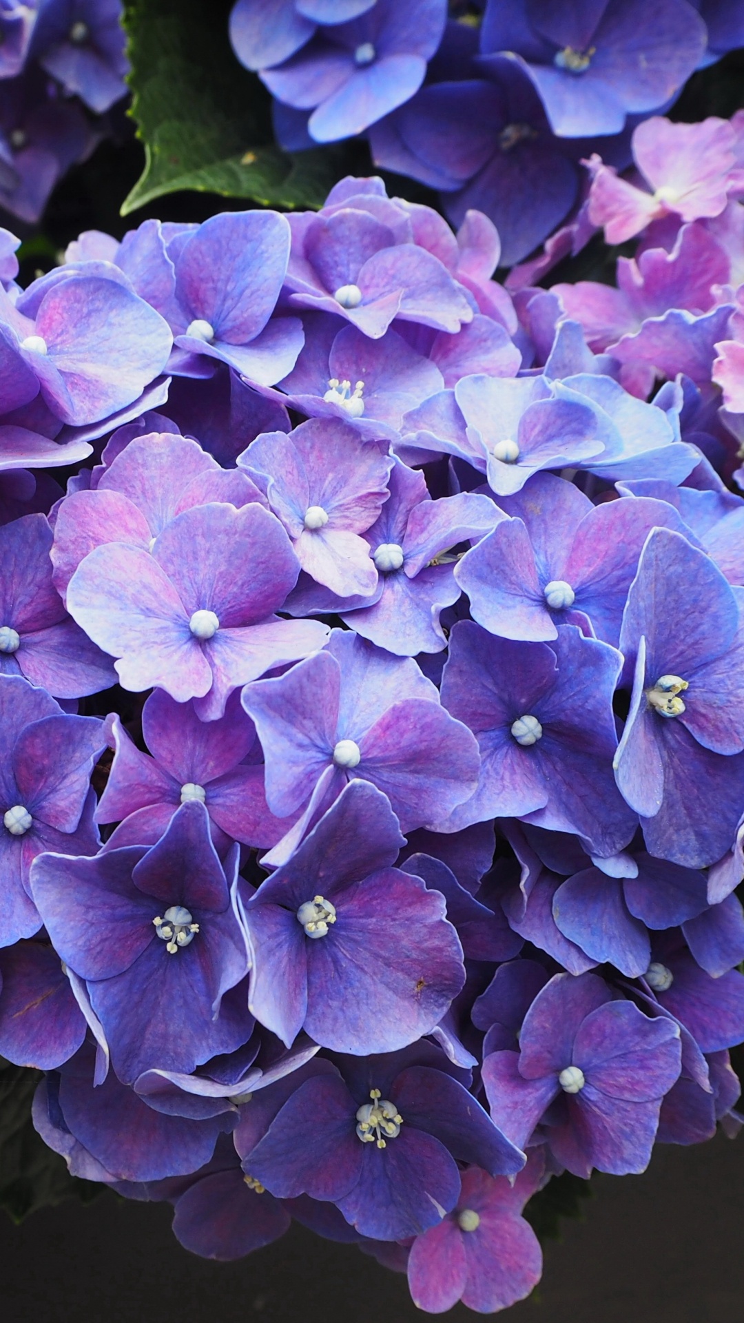 Обои цветок, расцвет, синий, Фиолетовый, пурпур в разрешении 1080x1920