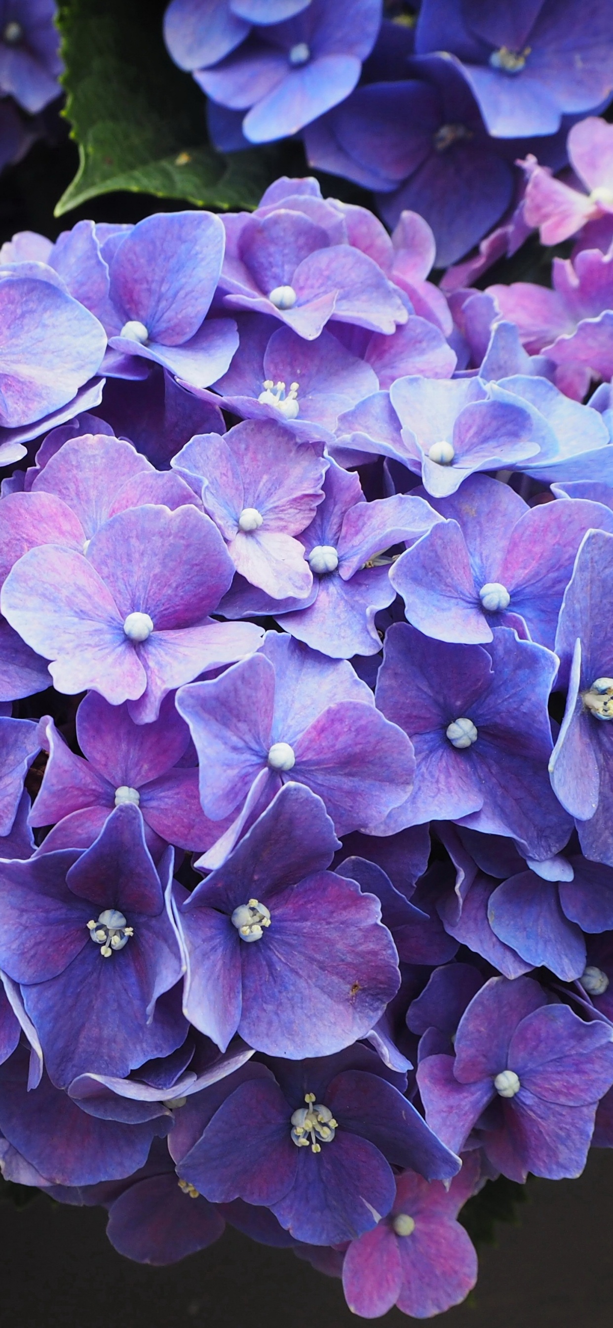 Обои цветок, расцвет, синий, Фиолетовый, пурпур в разрешении 1242x2688