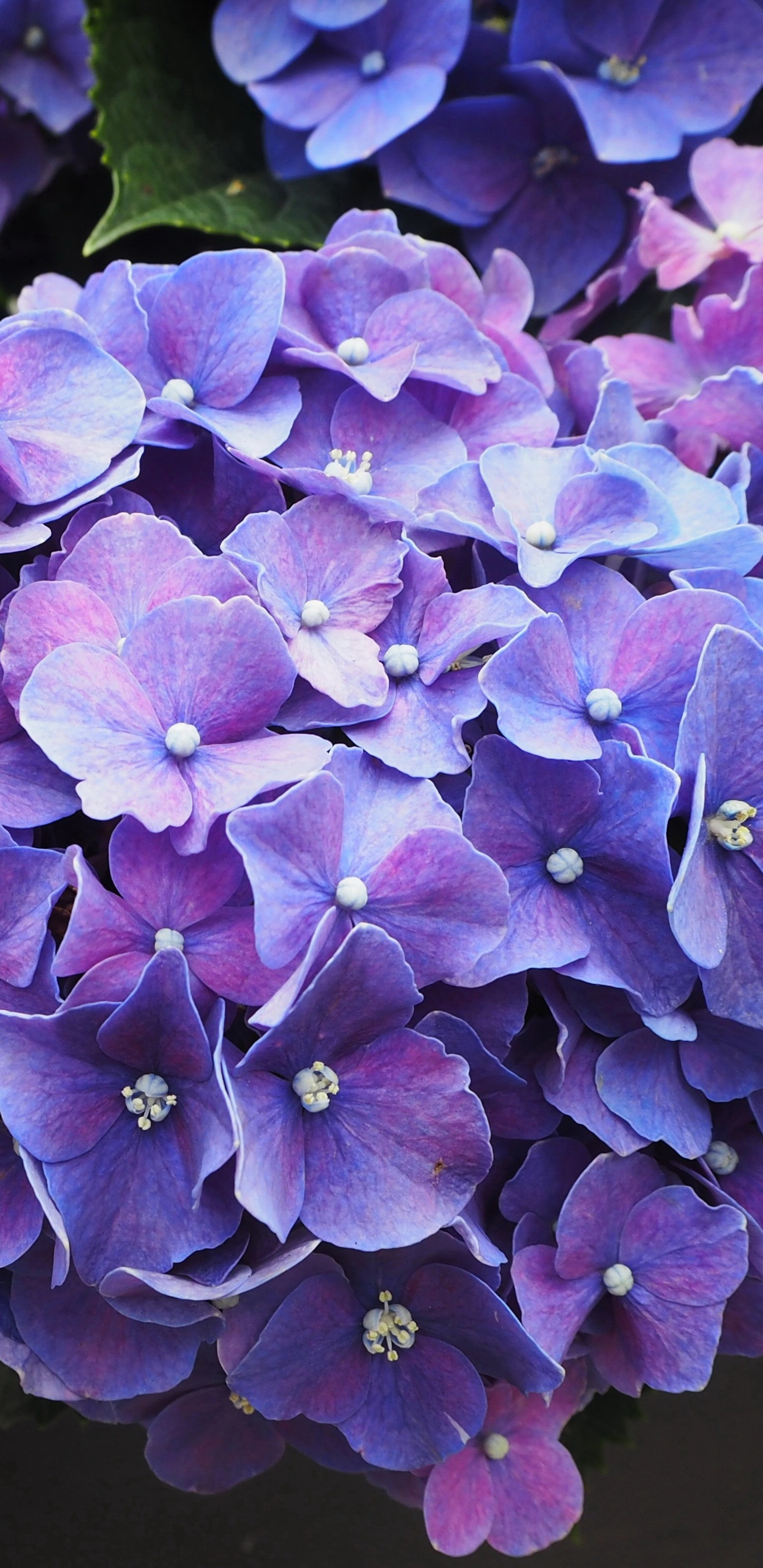 Обои цветок, расцвет, синий, Фиолетовый, пурпур в разрешении 1440x2960