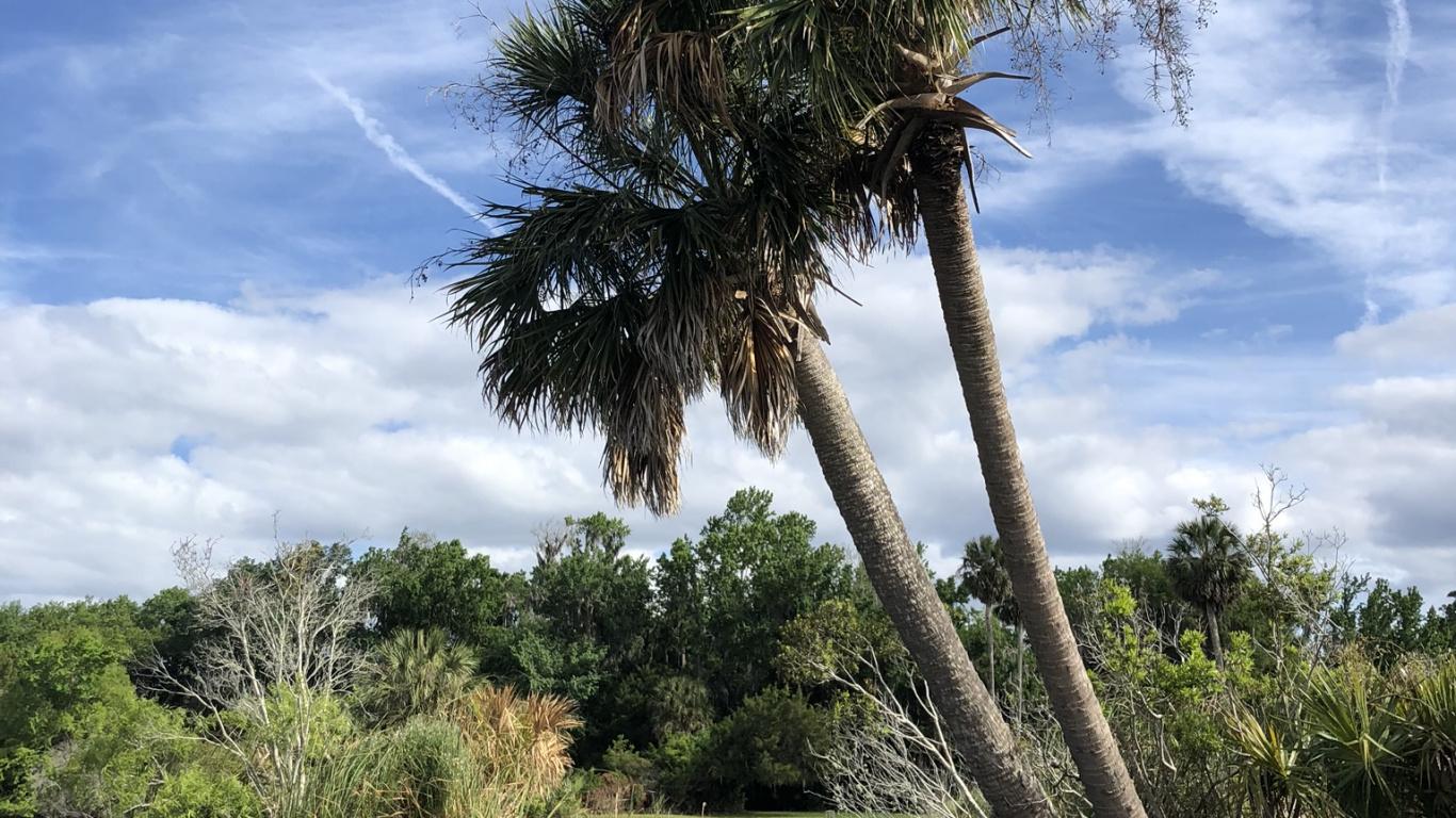 Обои вода, пальмовые рощи, растительное сообщество, растительность, природа в разрешении 1366x768