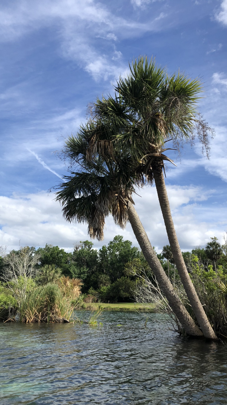 Обои вода, пальмовые рощи, растительное сообщество, растительность, природа в разрешении 750x1334