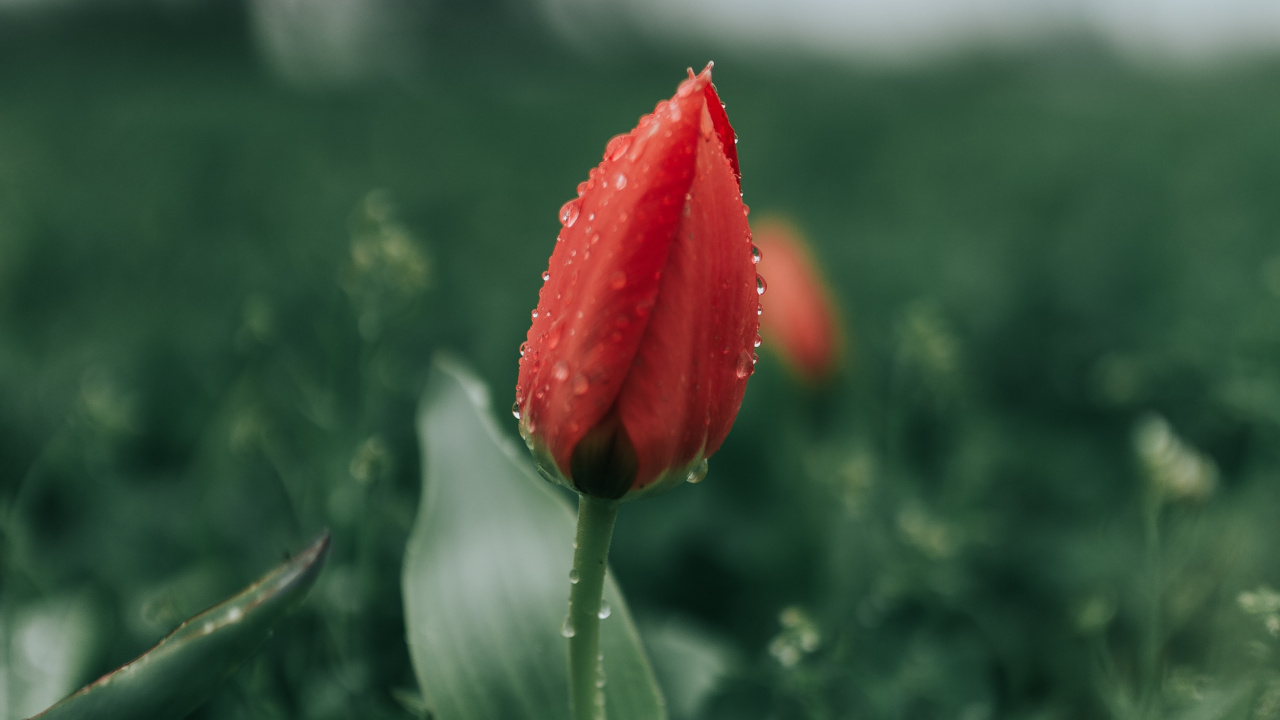 Обои цветок, тюльпаны, красный цвет, растение, бутон в разрешении 1280x720