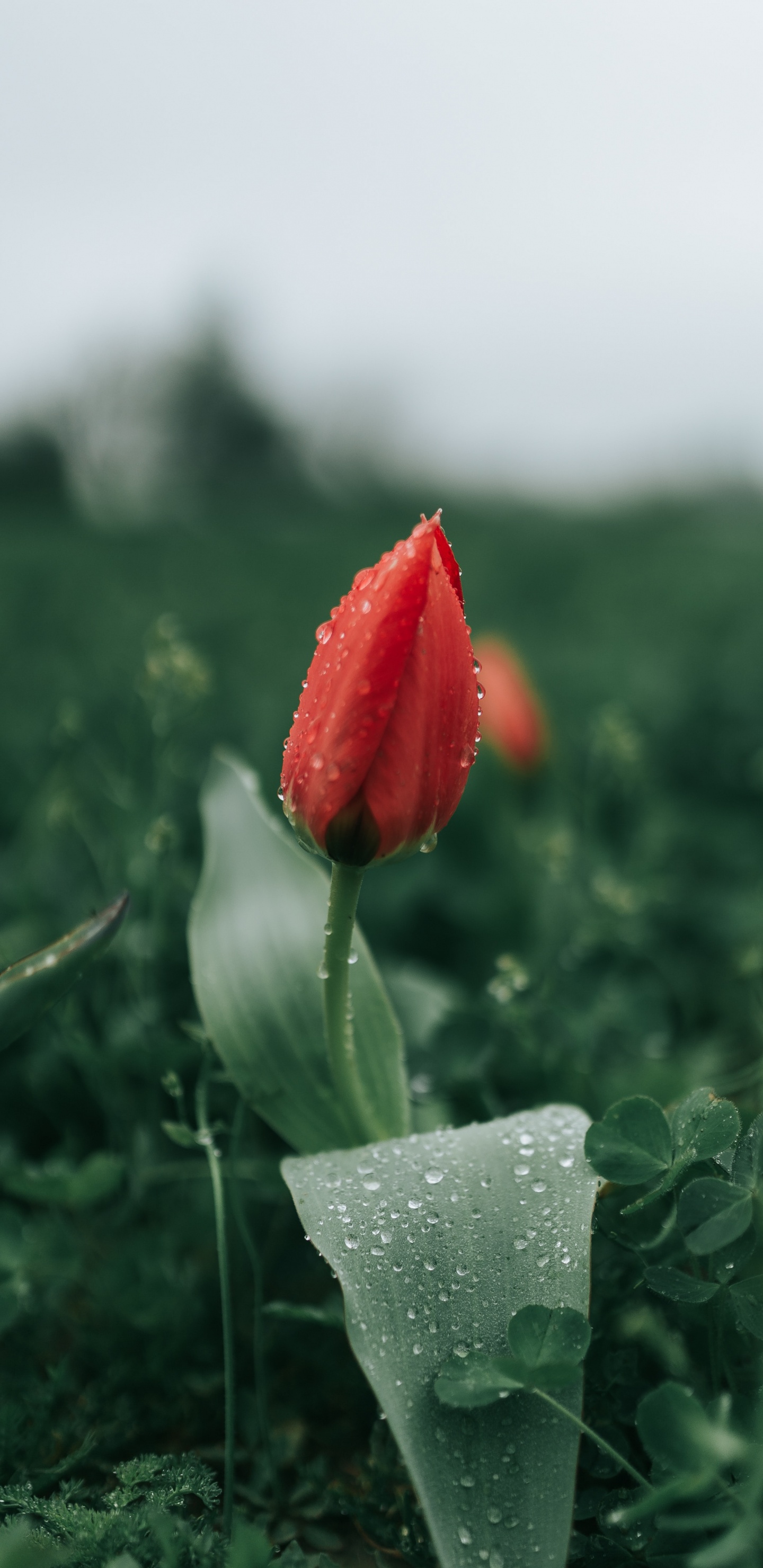 Обои цветок, тюльпаны, красный цвет, растение, бутон в разрешении 1440x2960