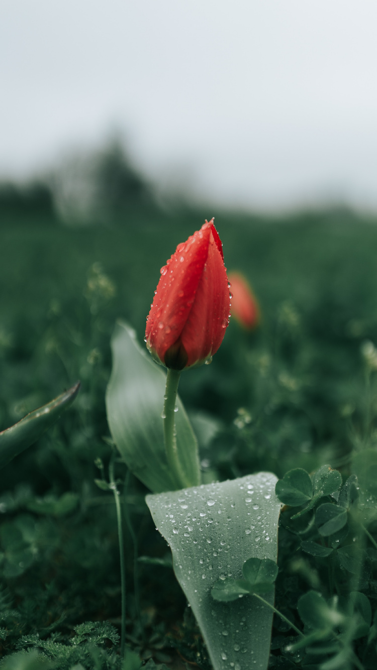 Обои цветок, тюльпаны, красный цвет, растение, бутон в разрешении 750x1334