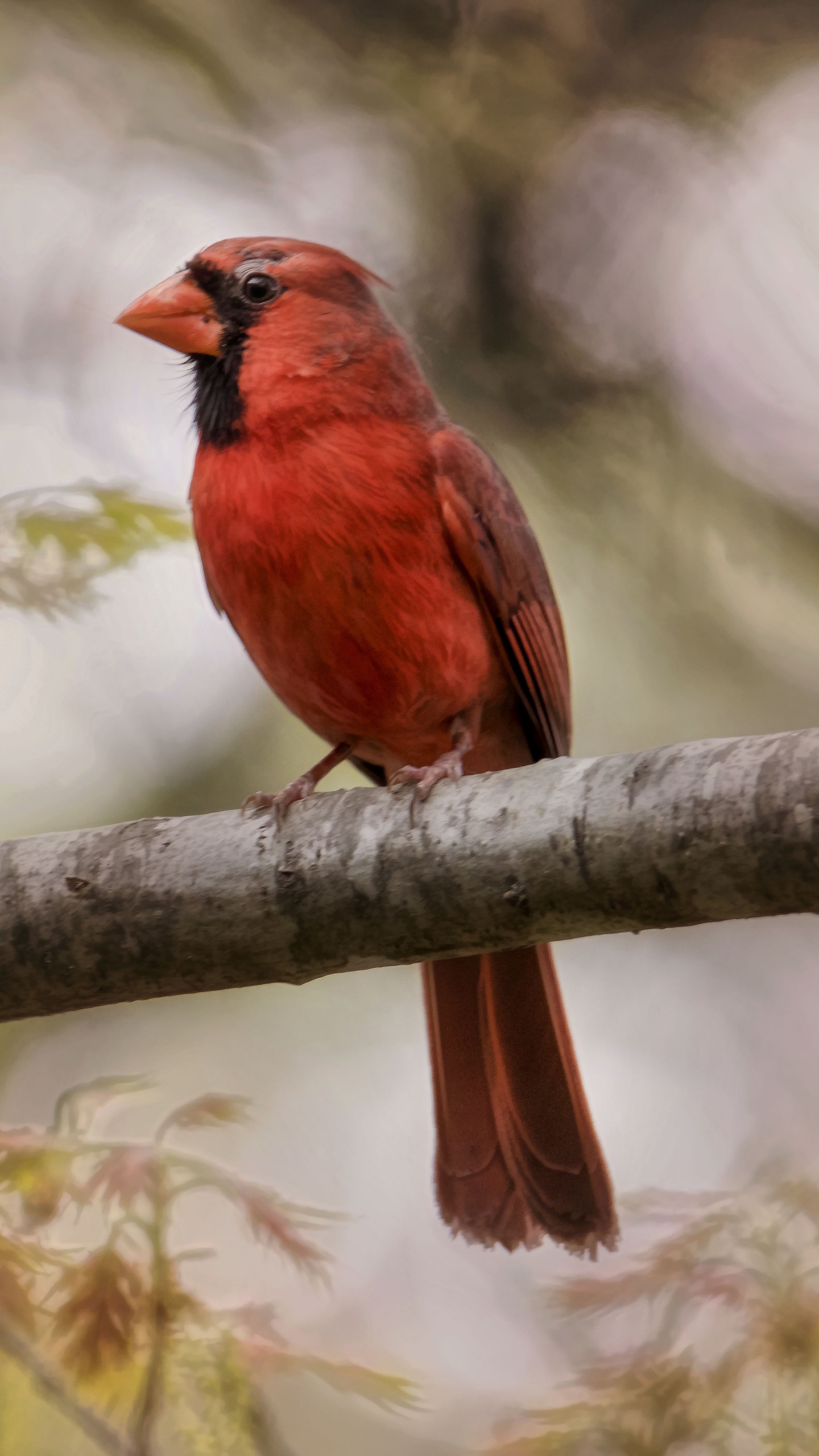Обои Северный кардинал, дом Финч, зяблик, клюв, птица в разрешении 1440x2560