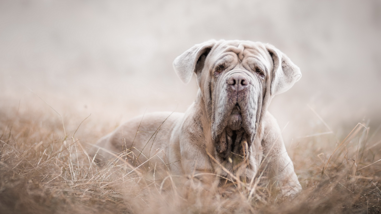 Обои пес, собака породы, морда, порода, собака в разрешении 1280x720