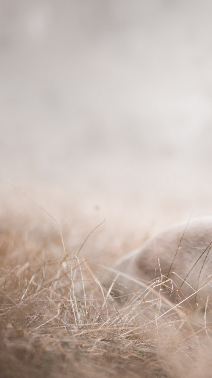 Обои пес, собака породы, морда, порода, собака в разрешении 720x1280