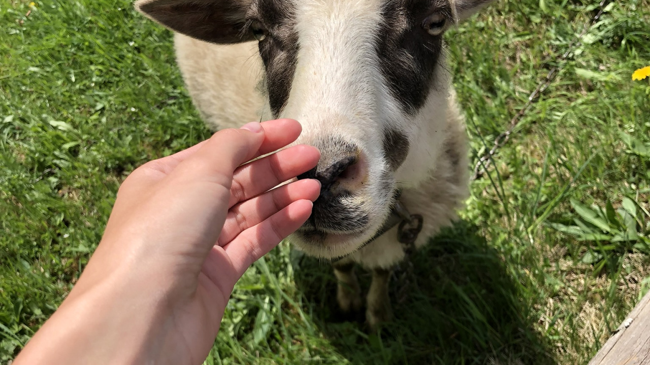 Обои коза, овца, выгон, Люди в природе, Ферма в разрешении 1280x720