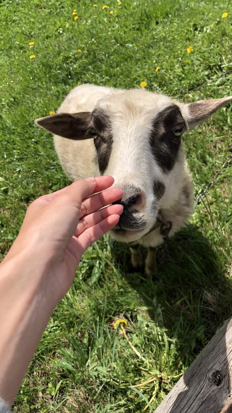 Обои коза, овца, выгон, Люди в природе, Ферма в разрешении 750x1334