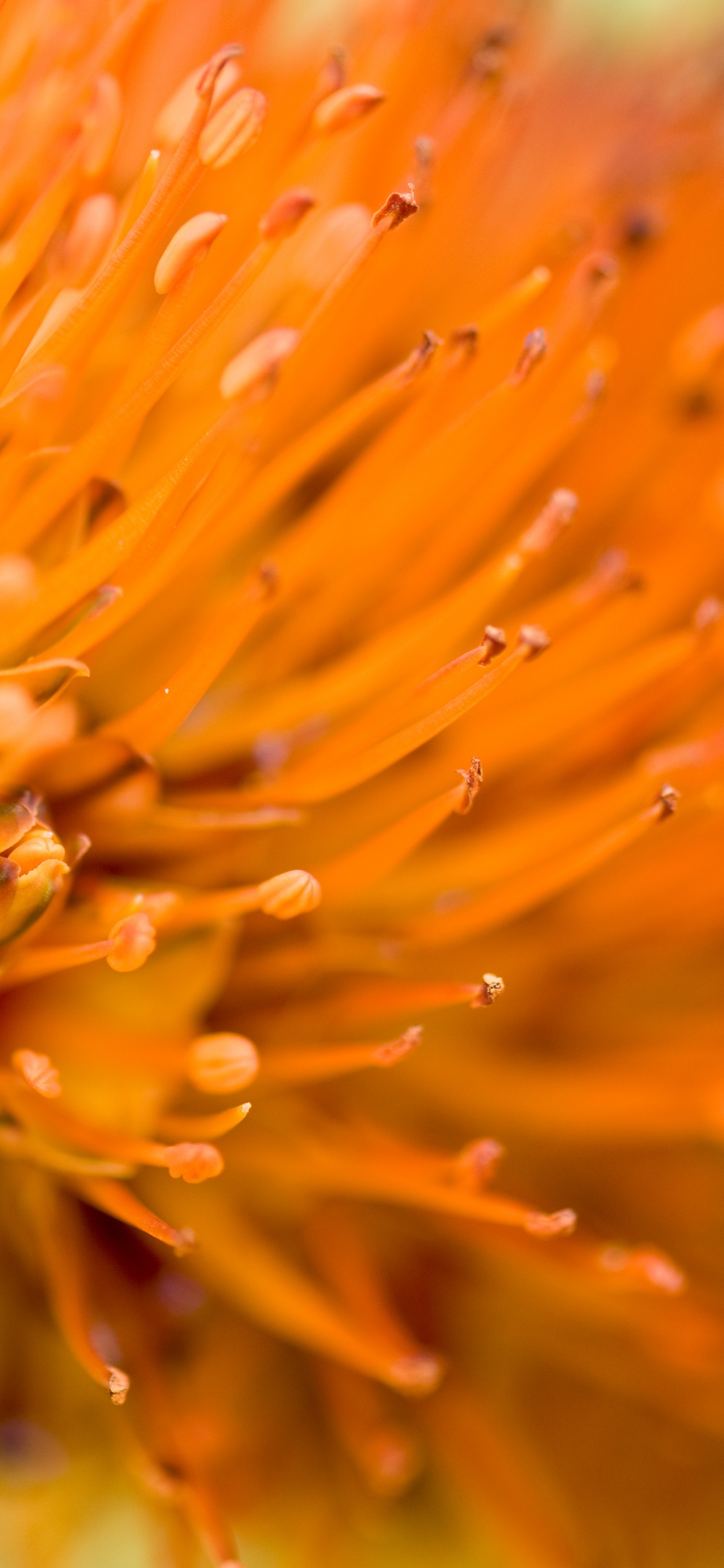 Обои цветок, лепесток, Апельсин, растение, Семья Протея в разрешении 1242x2688