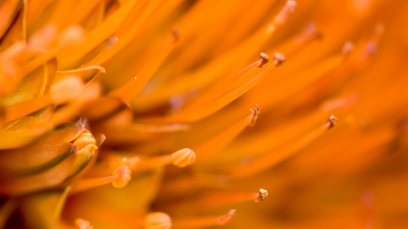 Обои цветок, лепесток, Апельсин, растение, Семья Протея в разрешении 1366x768