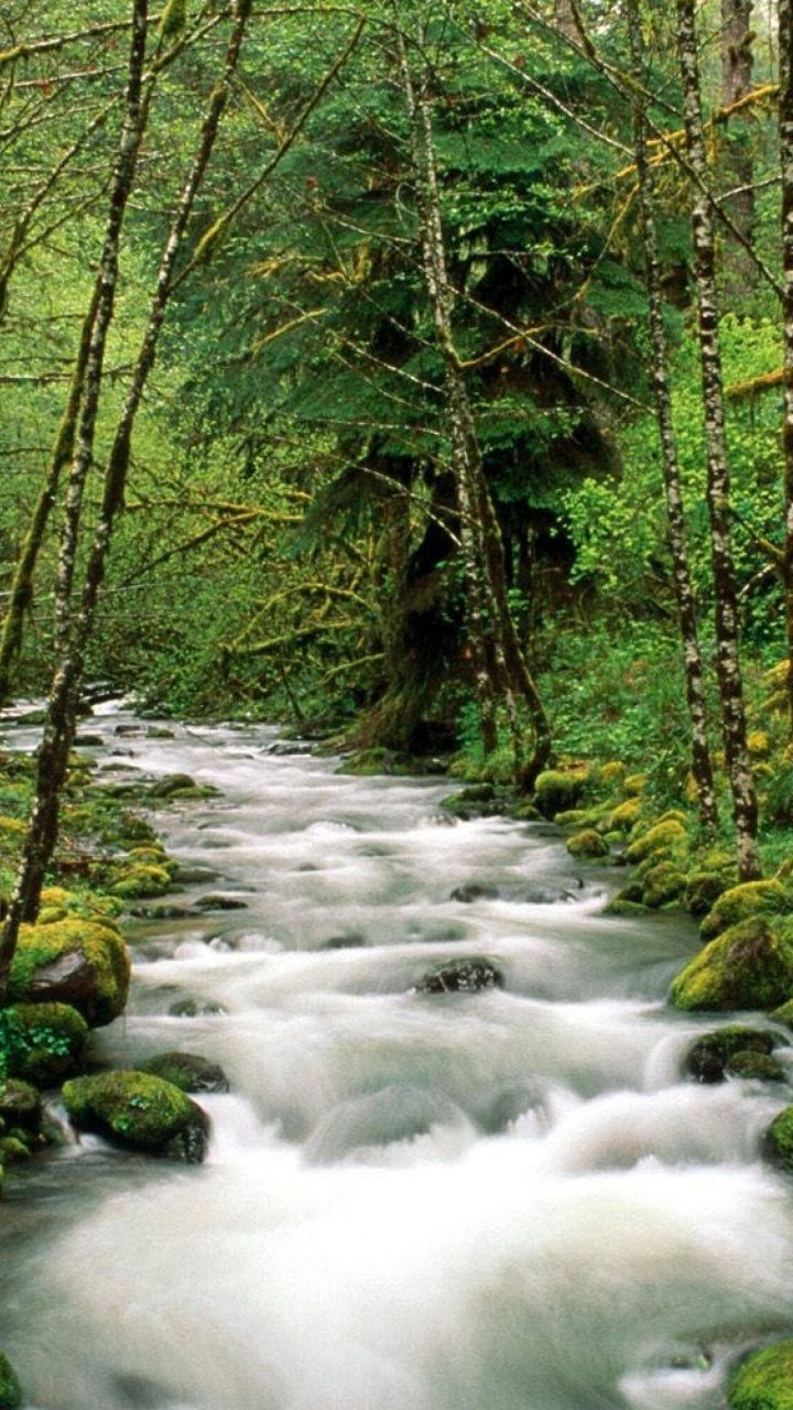 Обои природа, окружающая среда, природный заповедник, водоток, поток в разрешении 720x1280