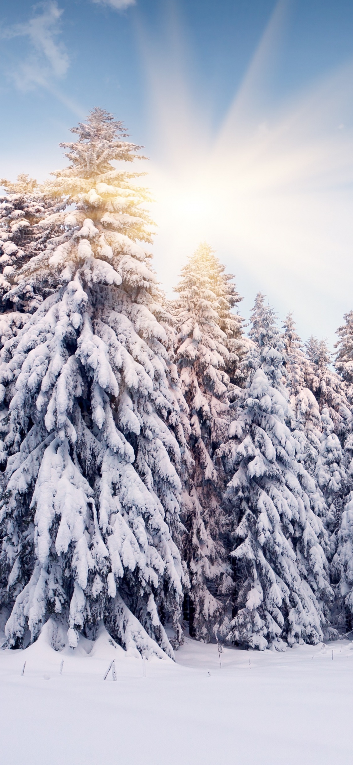 Обои снег, зима, дерево, замораживание, мороз в разрешении 1125x2436