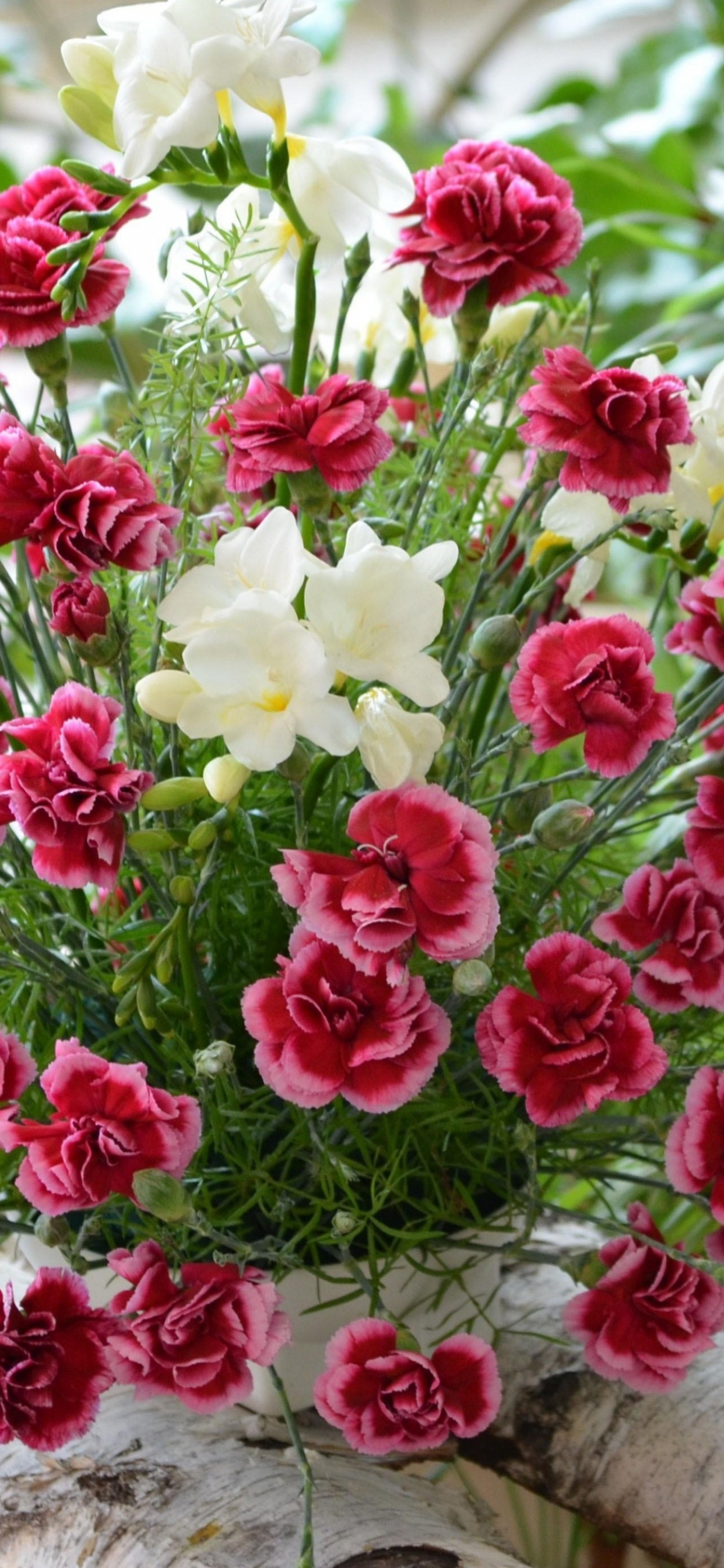 Обои гвоздика, цветочный букет, цветковое растение, срезанные цветы, цветник в разрешении 1242x2688