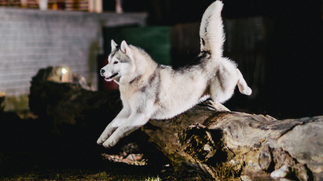 Обои Себирская Хаски, аляскинский маламут, собака породы, хаски, волкодав в разрешении 1366x768