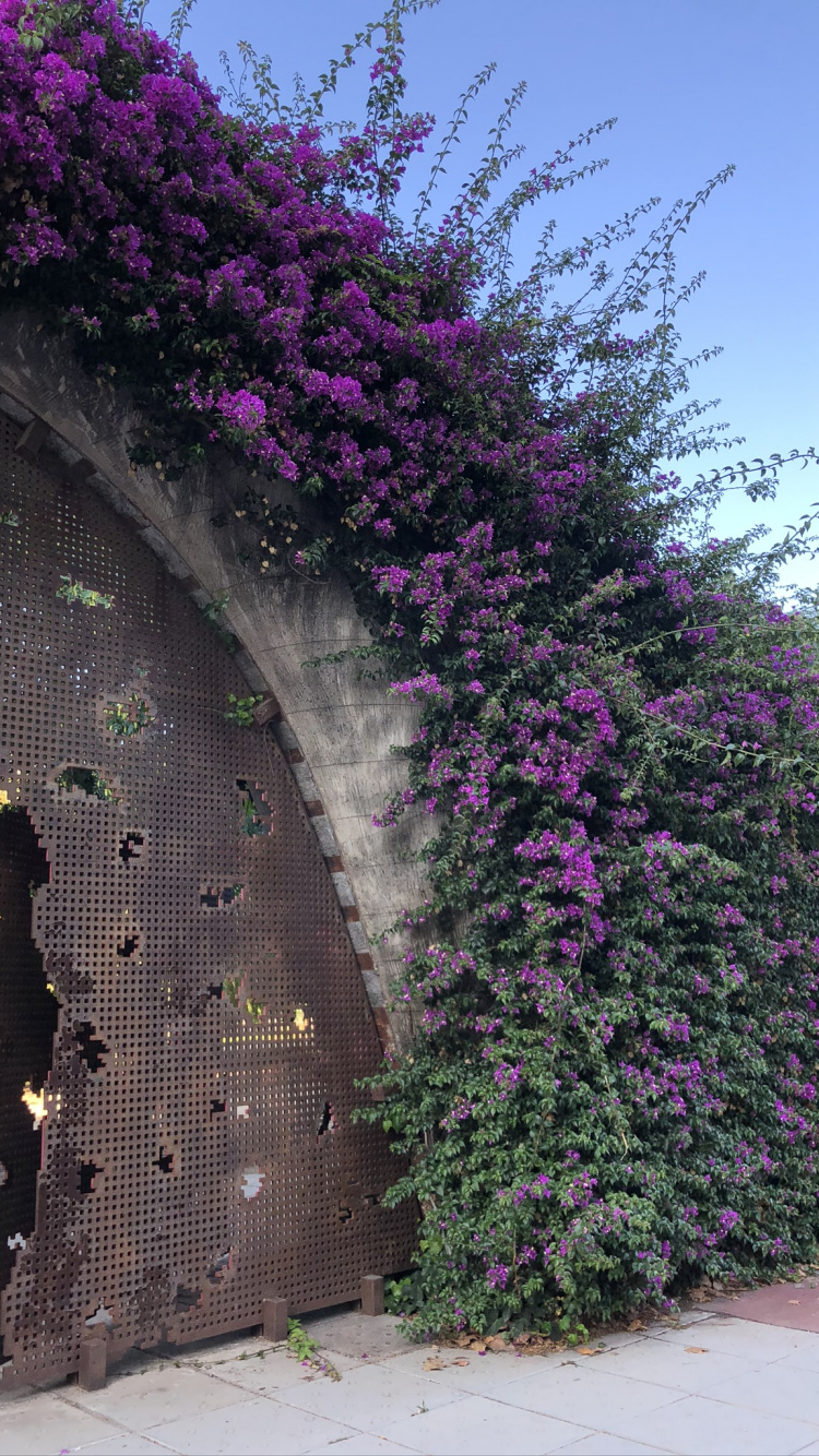 Обои цветок, наука, физика, пурпур, лаванда в разрешении 750x1334